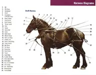 Draft_Horse_Harness_Parts.webp