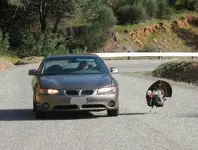 turk attacks marty.webp