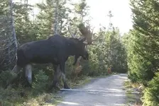 Moose.webp