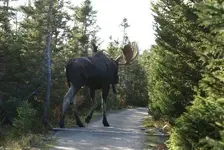 Moose2.webp