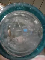 bluebottle.webp