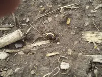 gold ring.webp