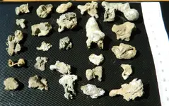DSCN6041.webp