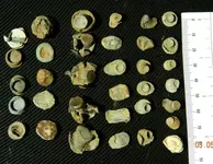 DSCN6024.webp