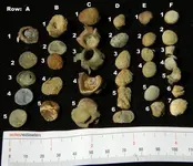 DSCN6008.webp