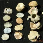 DSCN6013.webp