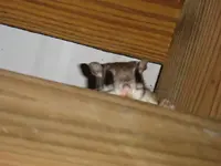 night visitor.webp night visitor.webp