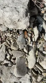 Arrowhead.webp