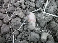 100_4900.webp