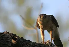 IMG_6588 hawk 27.webp