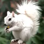 white-squirrel-in-Brevard-and-Transylvania-County.webp