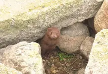 2012_04_01 Mink 5 small.webp 2012_04_01 Mink 5 small.webp