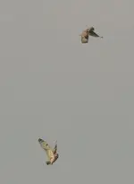 20120413_95.webp