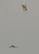 20120413_96.webp