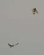 20120413_98.webp