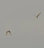 20120413_103.webp
