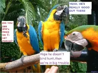 birthday parrots.webp