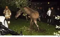 WHO GOOSED THE MOOSE.webp