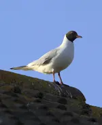 20120326_75.webp