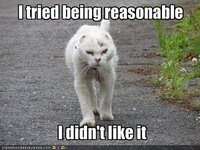 funny-pictures-cat-does-not-like-being-reasonable.jpg