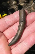 tusk or tooth 002.webp