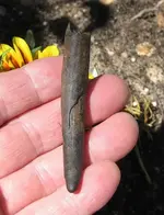 tusk or tooth 001.webp