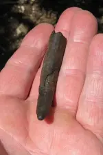 tusk or tooth 003.webp