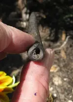 tusk or tooth 004.webp
