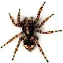 images.webp