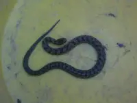 IMG01536-20120419-1835.webp