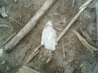 IMG01415-20120324-1550.webp
