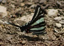 IMG_1241 (800x582).webp