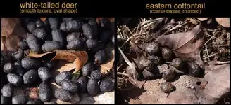 deer_rabbit_scat_compare[1].webp