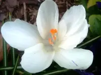 IMG02263-20120308-1631.webp