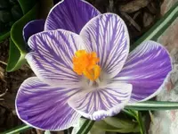 IMG02262-20120308-1631.webp