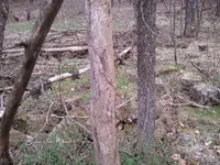 3-18-12 Blue Spruce foundation 1.webp