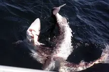 SPINY DOGFISH 003 copy.webp