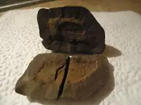 fossil.webp