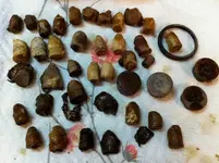 backyardbullets.webp