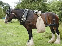 Horse Blinker.webp