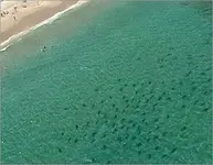 sharks_florida.webp