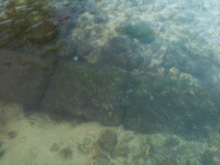 IMG_0210[1].gif