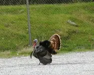 springturk5.webp