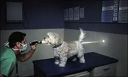 VET CHECK.webp
