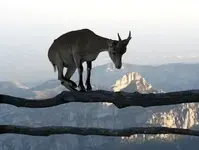 deer b.webp