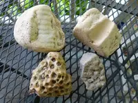 fossils 6-3 001.webp