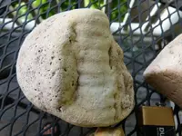 fossils 6-3 003.webp