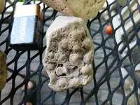 fossils 6-3 002.webp
