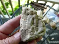 fossils 6-3 006.webp