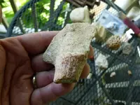 fossils 6-3 008.webp
